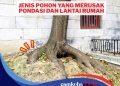 Jangan Tertipu! Ternyata 10 Pohon Ini Berbahaya jika Ditanam di Pekarangan Rumah, Bisa Meretakkan Pondasi