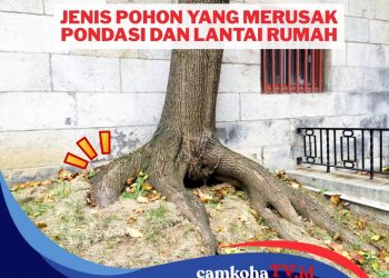 Jangan Tertipu! Ternyata 10 Pohon Ini Berbahaya jika Ditanam di Pekarangan Rumah, Bisa Meretakkan Pondasi