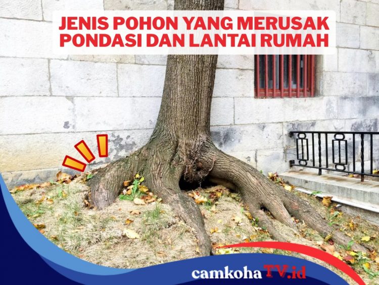 Jangan Tertipu! Ternyata 10 Pohon Ini Berbahaya jika Ditanam di Pekarangan Rumah, Bisa Meretakkan Pondasi