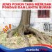 Jangan Tertipu! Ternyata 10 Pohon Ini Berbahaya jika Ditanam di Pekarangan Rumah, Bisa Meretakkan Pondasi