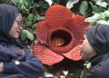 Rafflesia Kemumu Ensis ke-8 di Tahun 2025 yang Mekar Sempurna di Bengkulu Utara