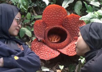 Rafflesia Kemumu Ensis ke-8 di Tahun 2025 yang Mekar Sempurna di Bengkulu Utara