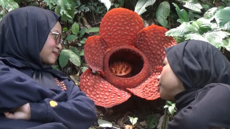 Rafflesia Kemumu Ensis ke-8 di Tahun 2025 yang Mekar Sempurna di Bengkulu Utara