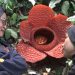 Rafflesia Kemumu Ensis ke-8 di Tahun 2025 yang Mekar Sempurna di Bengkulu Utara