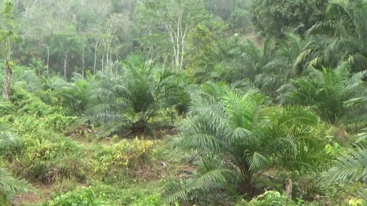 Program Replanting Sawit 2025, 85 Hektare Lahan di Bengkulu Utara Masuk Tahap Pekerjaan Fisik