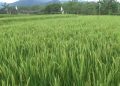 Lahan Diserang Hama, Produksi Gabah Petani di Bengkulu Utara Merosot