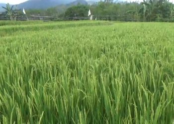 Lahan Diserang Hama, Produksi Gabah Petani di Bengkulu Utara Merosot