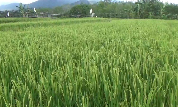 Lahan Diserang Hama, Produksi Gabah Petani di Bengkulu Utara Merosot