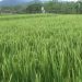 Lahan Diserang Hama, Produksi Gabah Petani di Bengkulu Utara Merosot