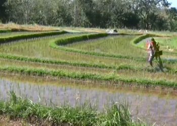 Jelang Penginputan RDKK 2026, Petani di Bengkulu Utara Segera Siapkan Syaratnya agar Dapat Pupuk Subsidi