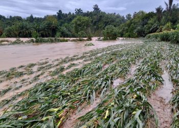 Selain Gagal Panen, Banjir dan Tanah Longsor Mengakibatkan Jalur Lintas Sumsel-Bengkulu Selatan Lumpuh