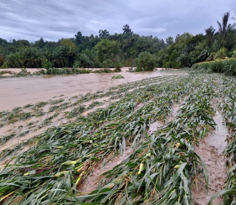 Selain Gagal Panen, Banjir dan Tanah Longsor Mengakibatkan Jalur Lintas Sumsel-Bengkulu Selatan Lumpuh