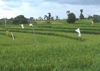 Kerusakan Irigasi Primer Picu Serangan Hama, Ini yang Dilakukan Pemkab Bengkulu Utara