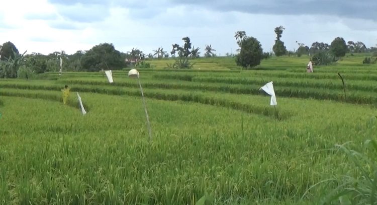 Kerusakan Irigasi Primer Picu Serangan Hama, Ini yang Dilakukan Pemkab Bengkulu Utara