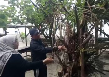 Lebih dari Satu Bulan Ditanam, Seperti Ini Kondisi Tanaman Kelapa di Pantai Panjang