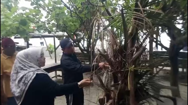 Lebih dari Satu Bulan Ditanam, Seperti Ini Kondisi Tanaman Kelapa di Pantai Panjang