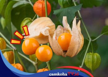 14 Manfaat Buah Ciplukan untuk Kesehatan Tubuh, Buah Jadul yang Mejeng di Minimarket