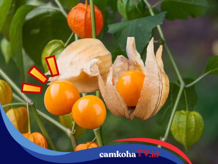 14 Manfaat Buah Ciplukan untuk Kesehatan Tubuh, Buah Jadul yang Mejeng di Minimarket