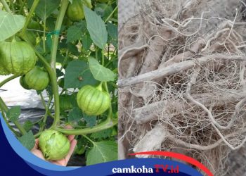 Belum Banyak yang Tahu, Rupanya Ini Manfaat Akar Ciplukan, Bisa Gantikan Obat