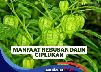 Khasiat Rebusan Daun Ciplukan yang Kerap Dianggap Pohon Liar