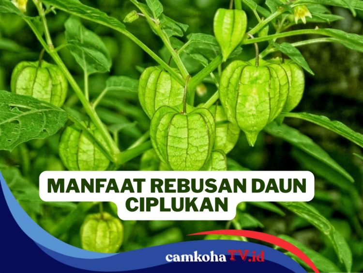 Khasiat Rebusan Daun Ciplukan yang Kerap Dianggap Pohon Liar