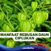 Khasiat Rebusan Daun Ciplukan yang Kerap Dianggap Pohon Liar