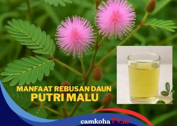 Malu-malu Berkhasiat, Ini Segudang Manfaat Daun Putri Malu untuk Kesehatan