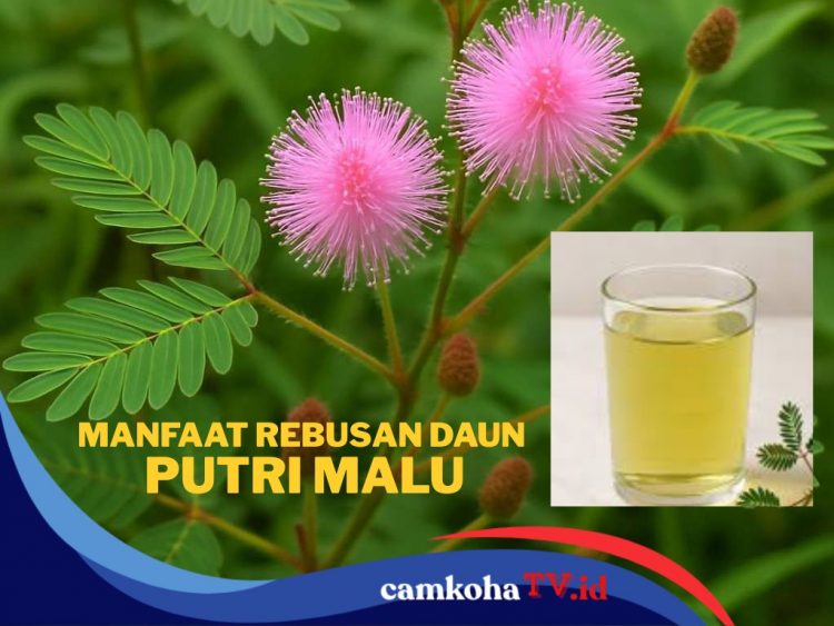 Malu-malu Berkhasiat, Ini Segudang Manfaat Daun Putri Malu untuk Kesehatan