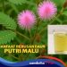 Malu-malu Berkhasiat, Ini Segudang Manfaat Daun Putri Malu untuk Kesehatan