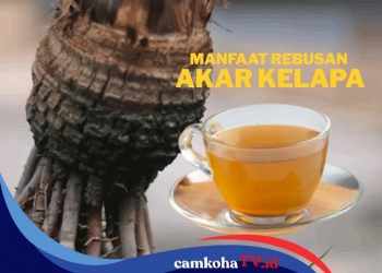 Manfaat Air Rebusan Akar Kelapa Selain Rasa Air Buahnya yang Manis