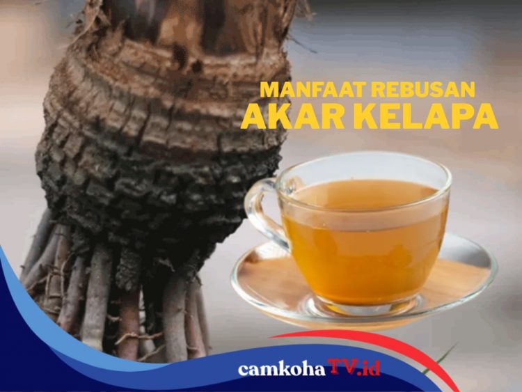 Manfaat Air Rebusan Akar Kelapa Selain Rasa Air Buahnya yang Manis