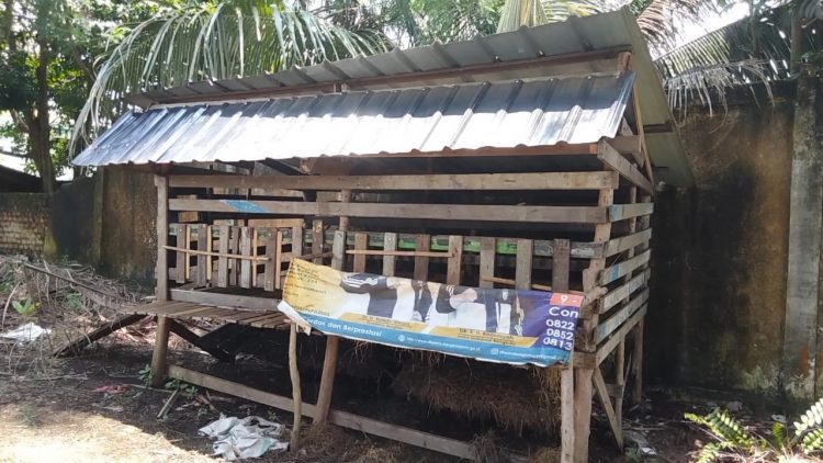 Waspada! Bandit Curnak Beraksi, 8 Ekor Kambing Warga Kota Bengkulu Raib