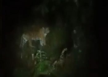 Harimau Muncul di Desa Lemeu, BKSDA Imbau Warga Waspada Beraktivitas di Area Perkebunan
