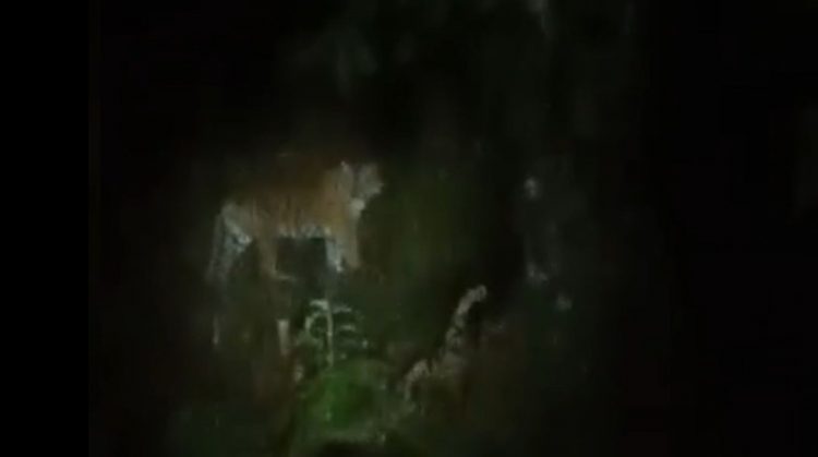 Harimau Muncul di Desa Lemeu, BKSDA Imbau Warga Waspada Beraktivitas di Area Perkebunan