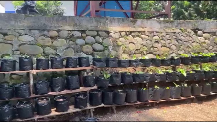 Manfaatkan Lahan Tidur di Kantor, Dinas PBK Tanam Sayur dan Buah