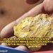 Jadi Penyumbang Bahan Utama Energi Nuklir, Ini Potensi dan Lokasi Cadangan Uranium di Indonesia