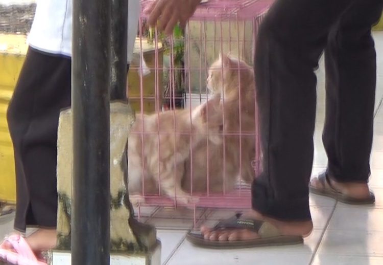 DKPP Kota Siapkan 1.500 Dosis Vaksin Rabies Gratis untuk HPR