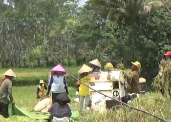 Ini Alasan Petani di Bengkulu Utara Tidak Jual Gabah Hasil Panen