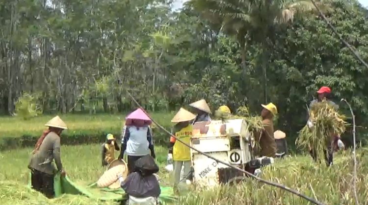 Ini Alasan Petani di Bengkulu Utara Tidak Jual Gabah Hasil Panen