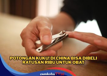 Peluang Uang, Ada yang Cari Kuku Dalam Jumlah Banyak, Harganya Rp 330 Ribu