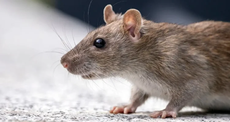 Tikus Paling Suka Bikin Sarang di 3 Tempat Ini di Rumah, Pastikan Selalu Bersih