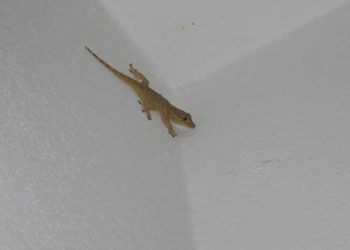 Umat Islam Wajib Waspada jika Banyak Cicak di Rumah, Begini Penjelasan Ustadz Adi Hidayat