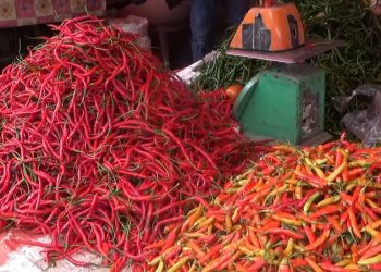 Harga Cabai Kian Pedas, Ini Hasil Koordinasi Pemkot Bengkulu dengan BI