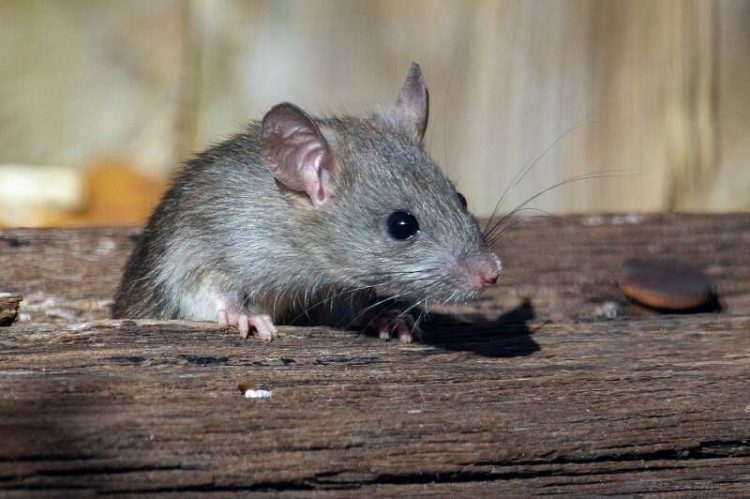 6 Tanaman yang Bisa Mencegah Tikus Masuk ke Dalam Rumah
