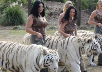 3 Weton Ini Dilindungi Khodam Macan Putih, Karakternya Pemberani dan Tegas