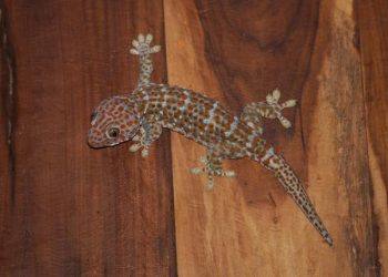 Hewan yang Dipercaya Membawa Sial jika Masuk Rumah, Apa saja?