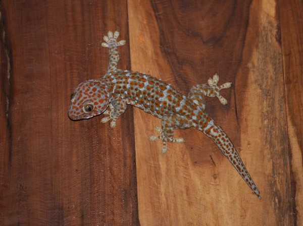 Hewan yang Dipercaya Membawa Sial jika Masuk Rumah, Apa saja?