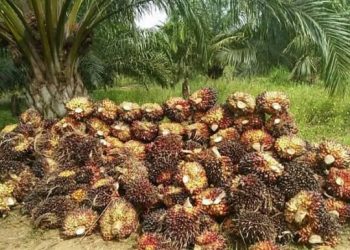 Tidak hanya Sakit, Begini Efeknya jika Tertusuk Duri Sawit