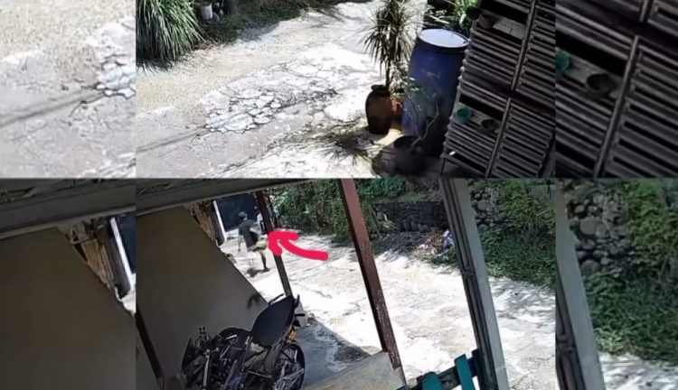 Pria Bertopi Beraksi Curi Tabung Gas LPG, Aksinya Terekam CCTV