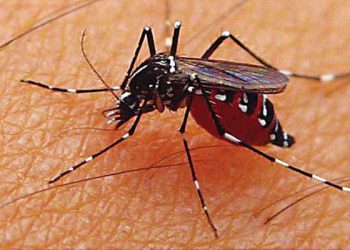 Cara Mudah Mengusir Nyamuk Tanpa Menggunakan Semprotan